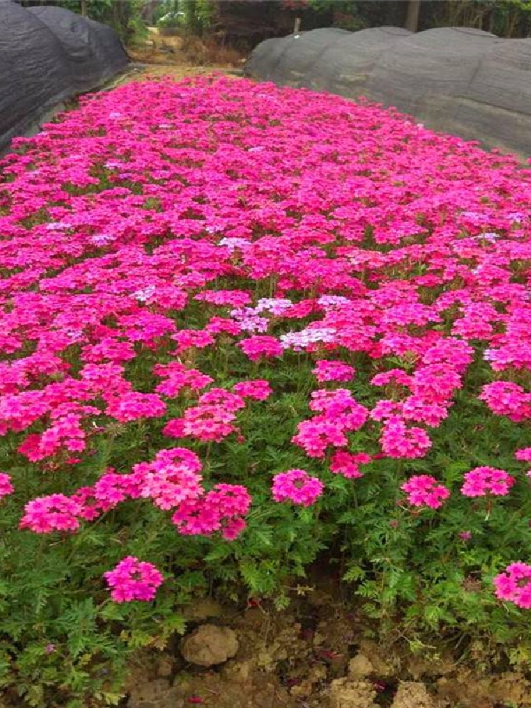 多年生四季矮花种子室外庭院