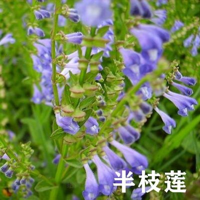 半枝莲苗和种子方茎支并头草