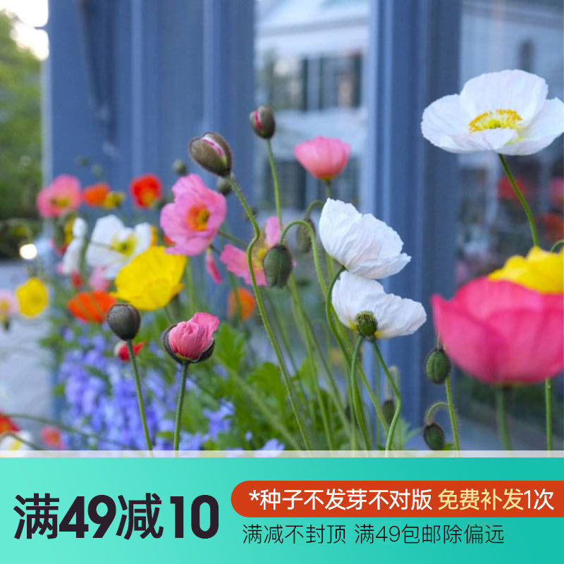 虹越萌吖吖花卉种子庭院柳穿鱼二月蓝蓝亚麻高雪轮耐寒草花种籽