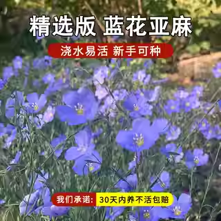 蓝花亚麻种子多年生兰花亚麻籽蓝色花卉花海景观矮生草花四季播种