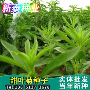 甜叶菊种子甜菊香草甜菊叶花草茶阳台花卉原生纯种四季特菜蔬菜籽
