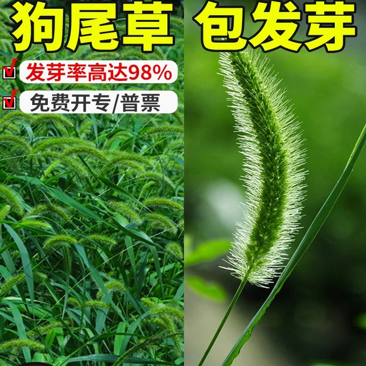 狗尾巴草种子四季播耐旱复绿