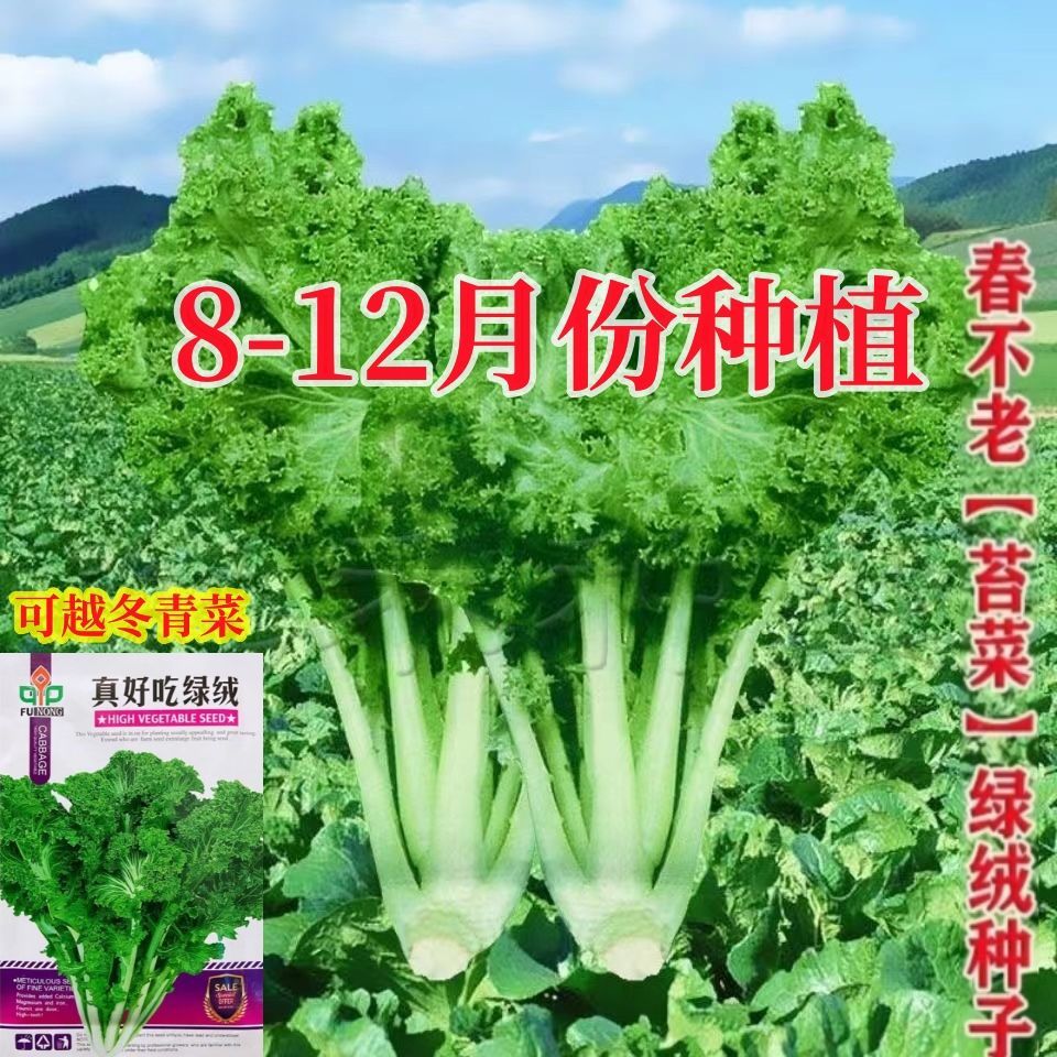 【真好吃绿绒种子】春不老