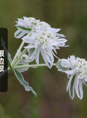 银边翠种子10粒高山积雪初草