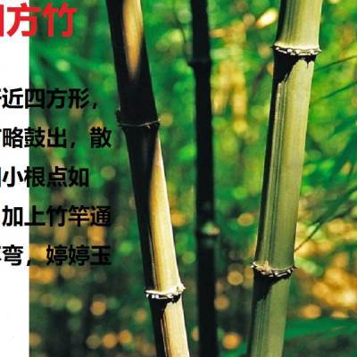 四方竹苗食用冬笋苗耐寒植物大竹笋子苗好养盆地栽绿化造型庭院