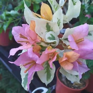 多色精品三角梅【一物一拍】勤花品种爬藤三角梅