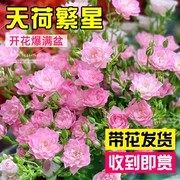 天荷繁星月季花苗微型灌木多头盆栽大花浓香天河四季开花玫瑰阳台,鲜花速递/花卉仿真/绿植园艺,月季/蔷薇/玫瑰,淘宝优惠券,粉丝福利购,淘宝优惠卷