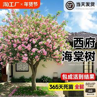 西府海棠树苗高杆垂丝海棠树苖果树庭院盆栽地四季开 花大型风景