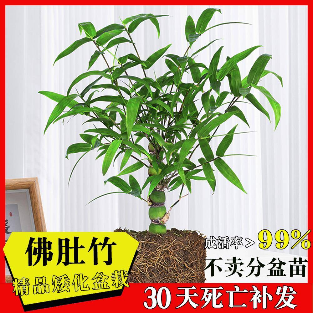 罗汉竹佛肚竹盆栽老桩室内客厅庭院绿植四季常青矮化竹子盆景好养
