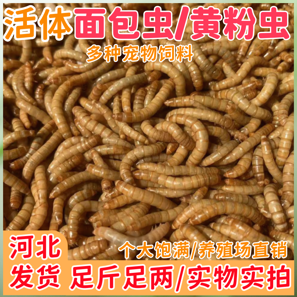 活体面包虫优质黄粉虫画眉鸟鹦鹉鱼高蛋白鸟食包活金龙鱼饲料乌龟,宠物/宠物食品及用品,爬虫/鸣虫食物,淘宝优惠券,粉丝福利购,淘宝优惠卷