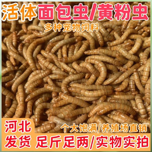 活体面包虫优质黄粉虫画眉鸟鹦鹉鱼高蛋白鸟食包活金龙鱼饲料乌龟