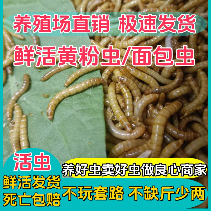 黄粉虫活体鲜活面包虫鸟食