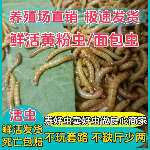 黄粉虫活体鲜活面包虫鸟食