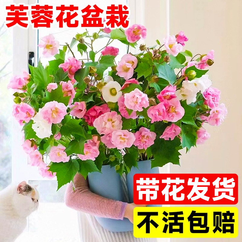 速发木芙蓉花花栽重瓣三醉开花苞四季带花台庭院盆卉植物室内花