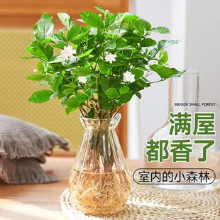 速发茉花花盆栽植培绿水物花苗带花苞办公室内四季开莉期长好养的