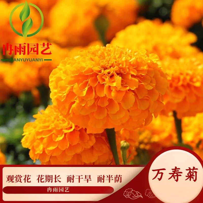 万寿菊种子花盆栽卉混色臭芙