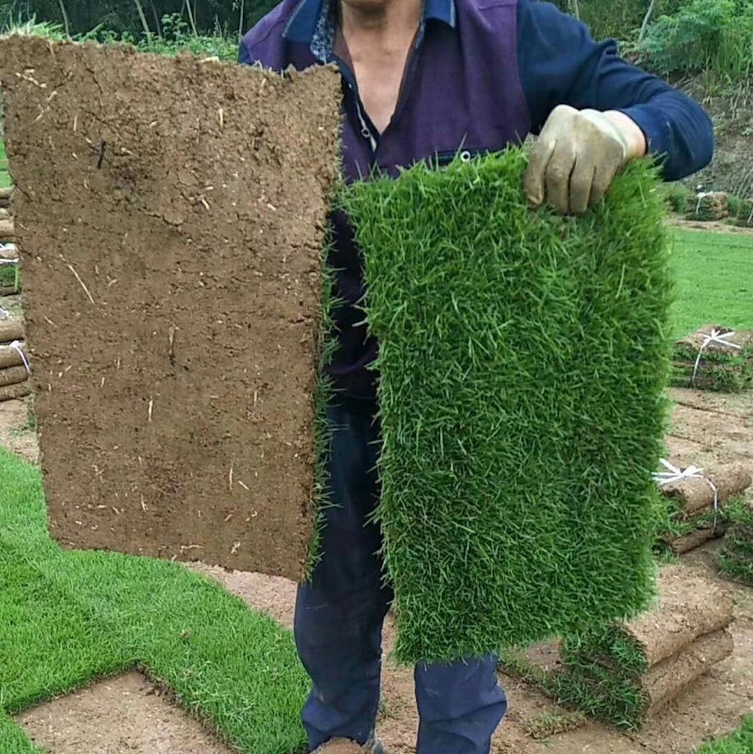 果岭草草籽 地毯草种子 高尔夫球场庭院草坪草籽 不修剪四季常青