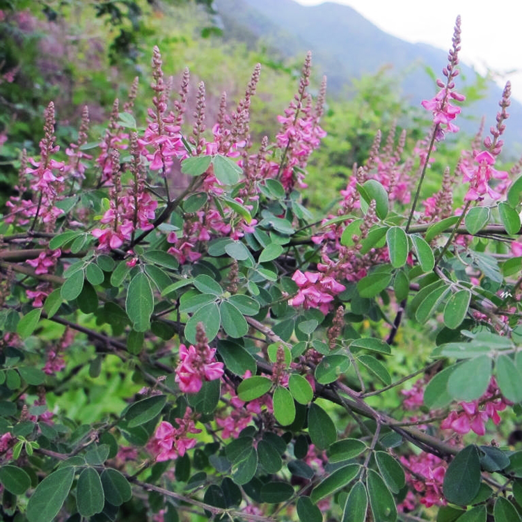 护坡灌木种子紫穗槐刺槐马棘多花木兰车桑子木豆猪屎豆胡枝子花种