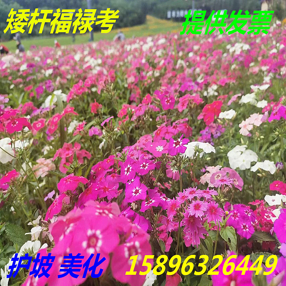 丛生福禄考花种子芝种子耐寒多年生宿根花卉阳台盆栽庭院花海-封面