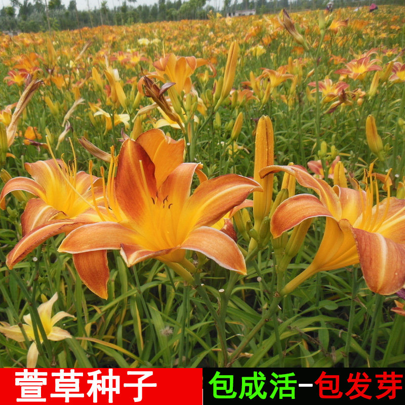 大花萱草种子 盆栽庭院阳台植物种子宿根多年生金娃娃萱草籽种子