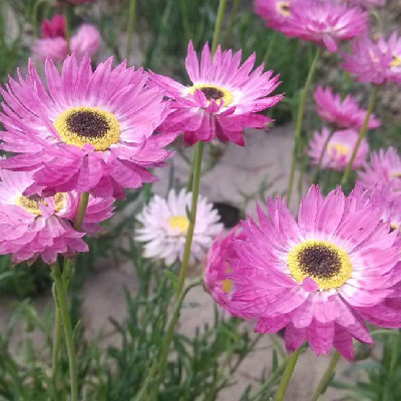 永生菊四季易种易活室内夏播盆栽花籽夏天花卉种子花草种子夏季种
