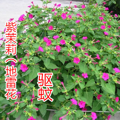 紫茉莉种子驱蚊花草地雷孑胭