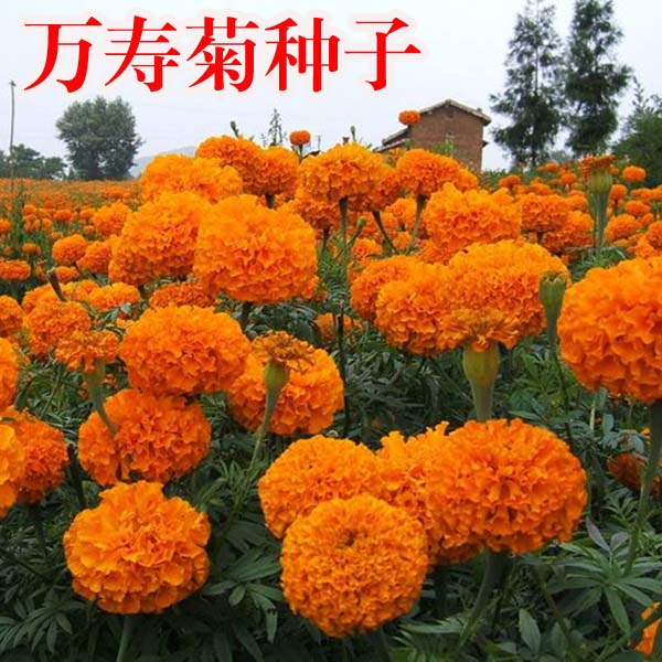 万寿菊种子四季开花易活臭芙