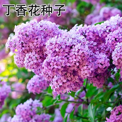 丁香花种子盆栽植物卉庭院阳台