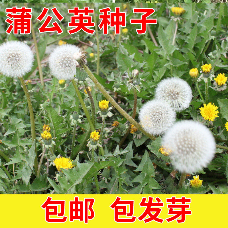 蒲公英种子 景观绿化花种子耐寒早春花卉花籽观花植物花海