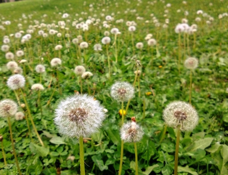 野生蒲公英种籽野菜浦公英薄公英种植阳台专用四季药材蔬菜种子孑