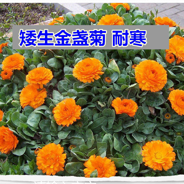 四季花卉种子 秋冬花种子金盏菊耐寒花草庭院阳台 绿化观花籽庭院