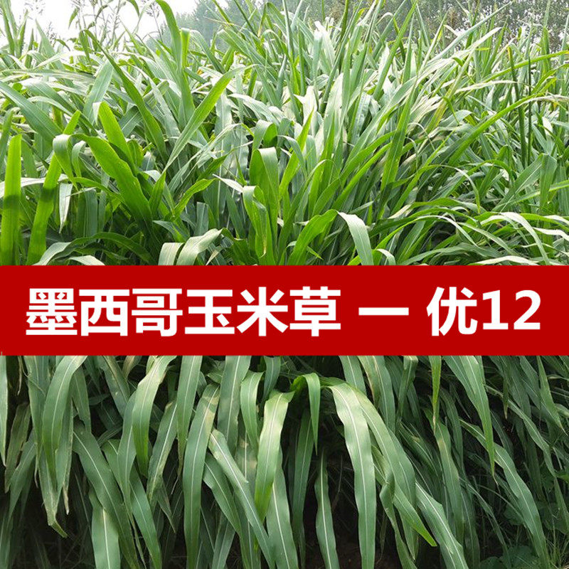 墨西哥玉米草种子夏季高产耐旱阔叶南方牧草种子牛羊猪鱼兔畜草籽