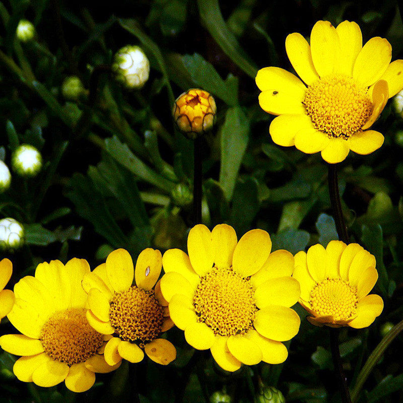 黄晶菊种子春俏菊秋播花卉耐寒鲜花种子园林园艺景观花海草花籽