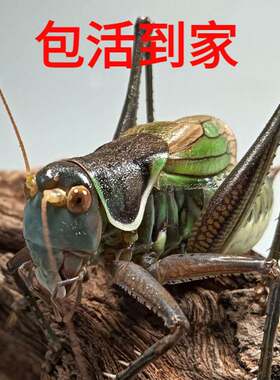 蝈活体鸣虫新脱铁皮山青