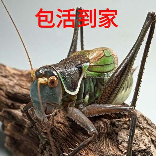 蝈活体鸣虫新脱铁皮山青