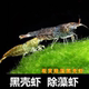 黑壳虾草缸除藻虾观赏虾活体饲料水草清洁米虾吃青苔绿藻鱼缸造景