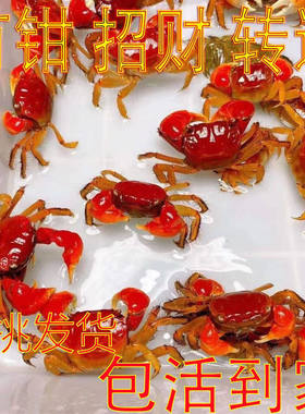 泰国相手蟹淡水观赏迷你辣椒宠