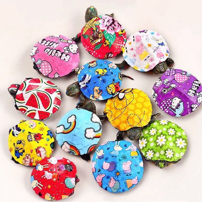 七彩小乌龟色巴西卡通宠物