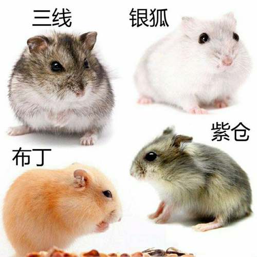 小宠物优选仓鼠宝三线紫