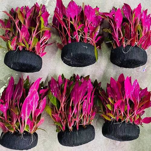 丹麦红玫瑰鲜活色中景阳性