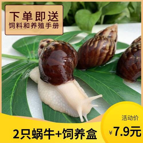 蜗牛活体宠物白玉蜗牛巨型蜗牛宠物活体蜗牛观赏蜗牛教学科学实验