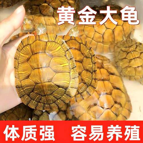 巴西小乌龟宠以沫厂家直发