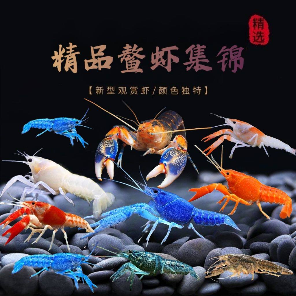 观赏鳌虾鱼缸淡水宠物虾天空蓝魔龙纹火山破坏者鳌虾红蓝色橘鳌虾