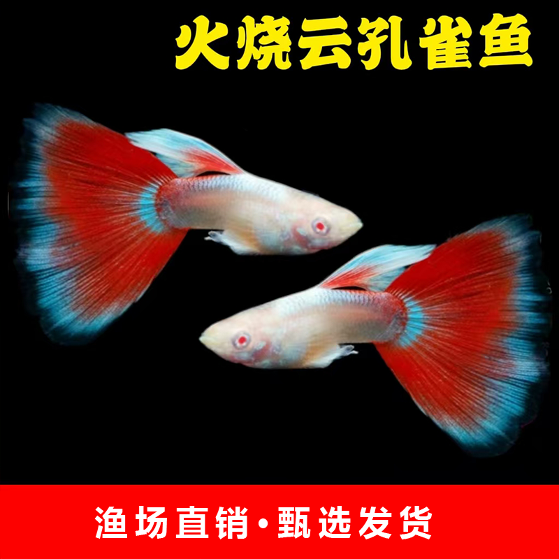 火烧云孔雀鱼可繁殖种鱼斑马鱼胎生鱼神仙鱼天使鱼观赏鱼热带鱼