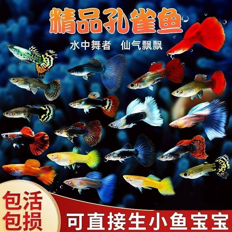 大号孔雀鱼孕母淡水冷水好养耐活耐养斑马鱼苗凤尾热带鱼活鱼饲料