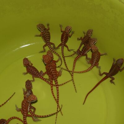 鬃狮宠以沫蜥蜴鬃狮好养