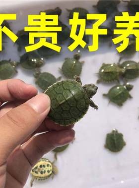 小乌龟巴西龟大小情侣活物宠物龟活体观赏家养龟苗