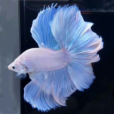 泰国精品赛级斗鱼半月马尾狮王将