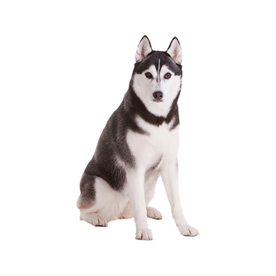 纯种哈士奇幼犬阿拉斯加