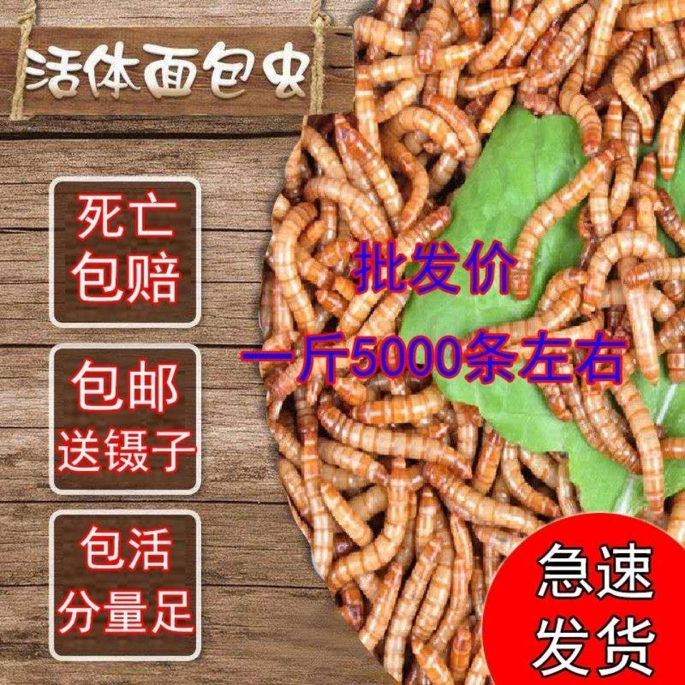 面包虫活体黄粉虫活虫蜘蛛蝎子乌龟守宫角蛙画眉鸟食仓鼠石蛙饲料